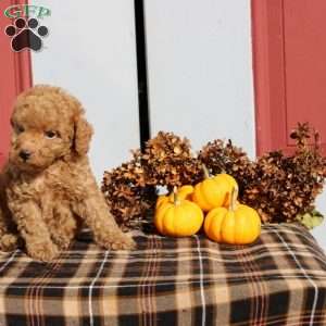 Hamitch, Miniature Poodle Puppy